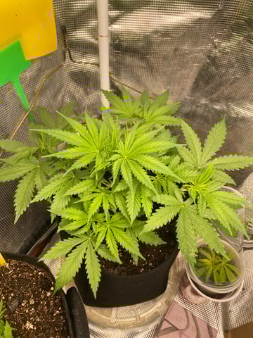 Widows Mimosa(auto) F2 progeny — vegetative, day 31