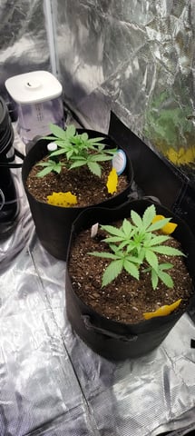 first time grow — vegetative, day 1