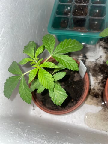white runtz first grow  — vegetative, day 1