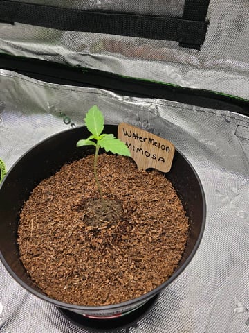 First Grow — seedling_rooting, day 10