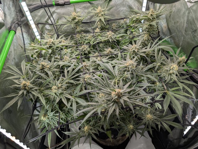 Cinderella 99 — flower, day 95