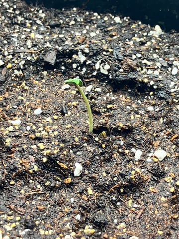 My First Grow — germination, day 7
