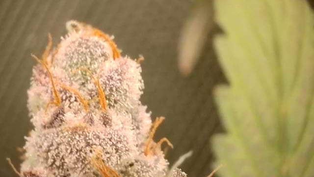 First Grow — flower, day 119