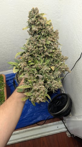 Sativa Summer Autos