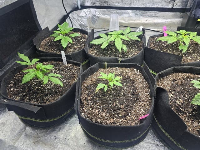 Autos AGAIN — vegetative, day 21