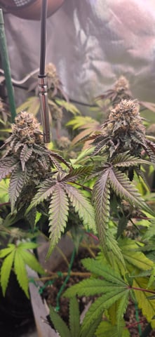 Looking for advice! — flower, day 90