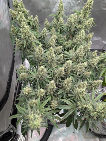 Black African Magic — flower, day 110