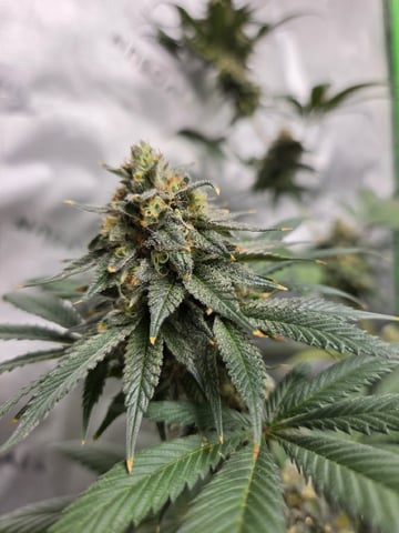 Bruce Banner #4 