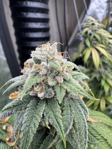 7 Strains 14 Plants  — flower, day 159