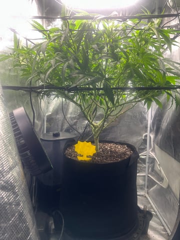 2nd Run — flower, day 91