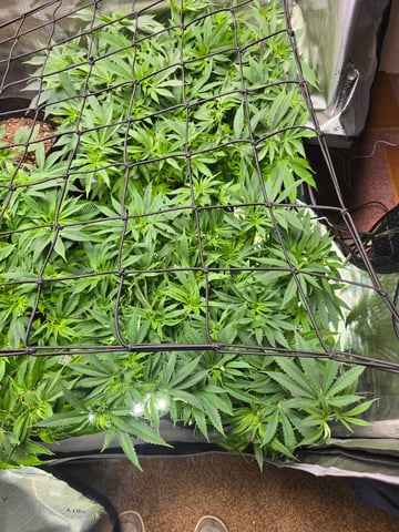 Purple Haze  — flower, day 49