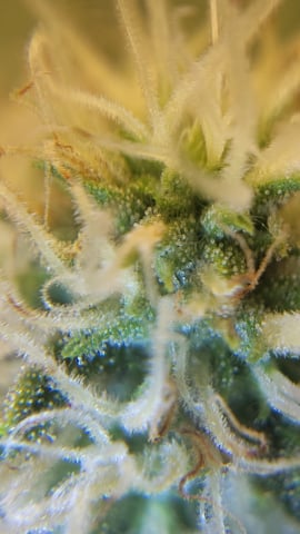 HashSlasher