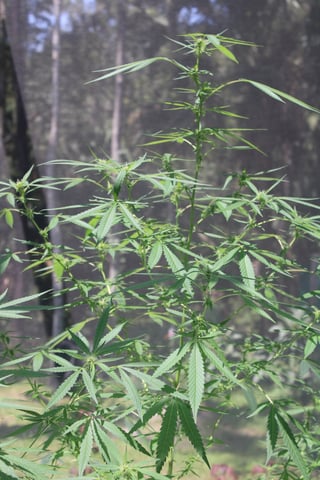 UNKNOWN STRAIN — grow_setup, day 2