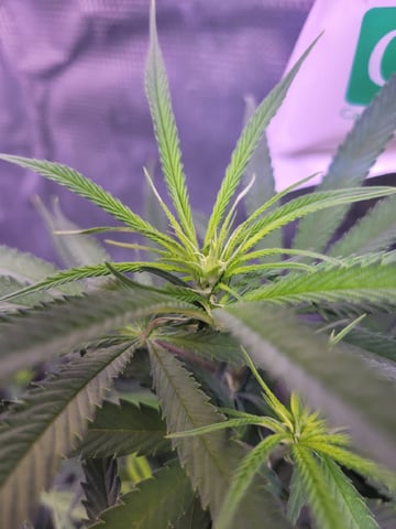 6th Grow — flower, day 43