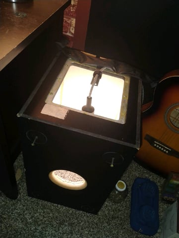 GreenCrack Feminized  (Samurai Squirrel Seeds) — none, day 3