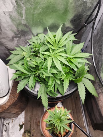 First Organic Hydro Grow. — vegetative, day 28