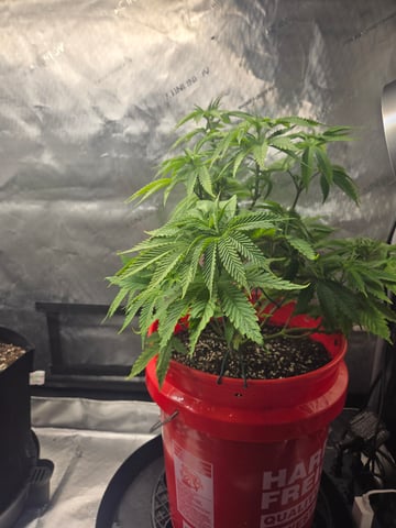First Grow — vegetative, day 3