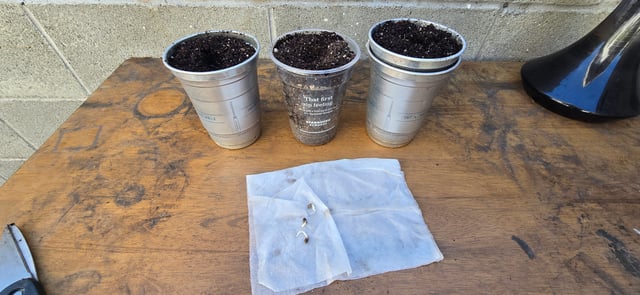 CzechsMex 2.0 — seedling_rooting, day 1