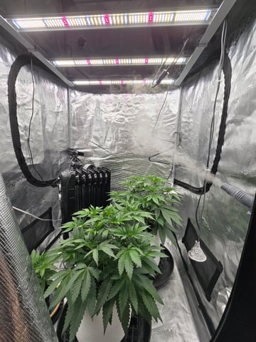 Grow 3 — flower, day 1