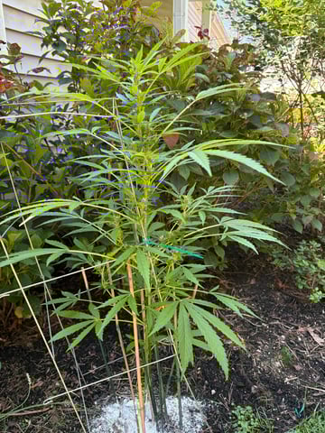 forgotten auto  — flower, day 1