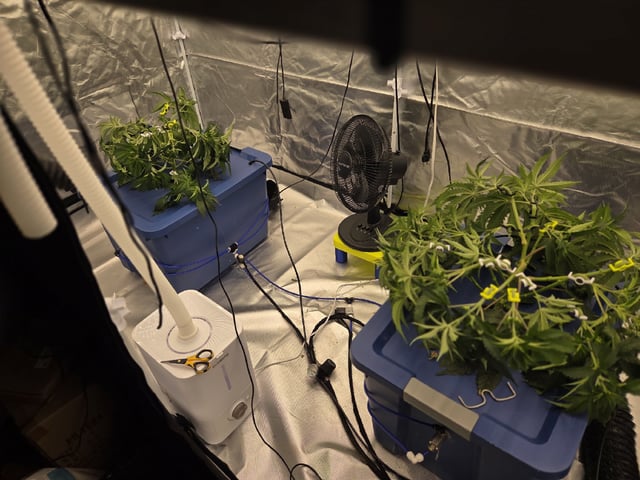 Laundry Shaman — vegetative, day 40