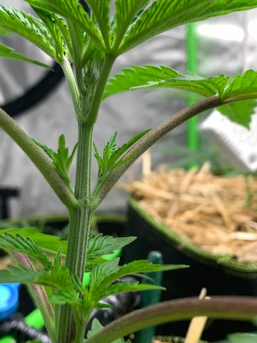 Six  — vegetative, day 32