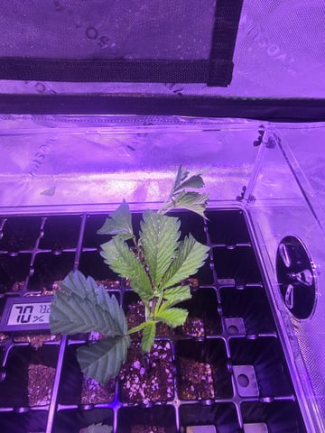 MOTHER ROOM — vegetative, day 36