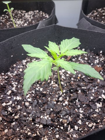 Watermelon Auto — vegetative, day 16