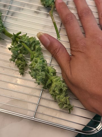 Indoor & Outdoor Grow 6 — flower, day 62