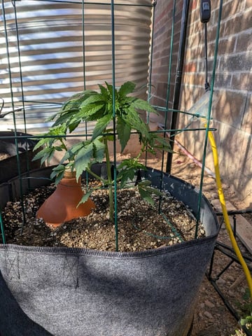 October Start — vegetative, day 56