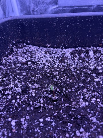 Cookies Haze — seedling_rooting, day 7