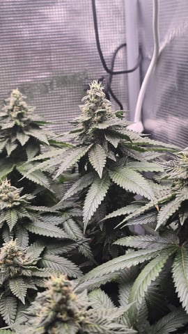Purple Nasty By Ethos Seeds — flower, day 95
