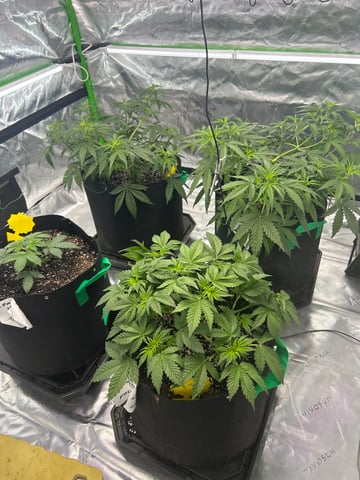 Barney’s Farm /Fast Buds — grow_setup, day 36