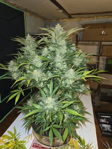 Autos AGAIN — flower, day 91