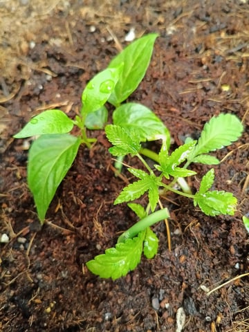 OG KUSH — vegetative, day 48