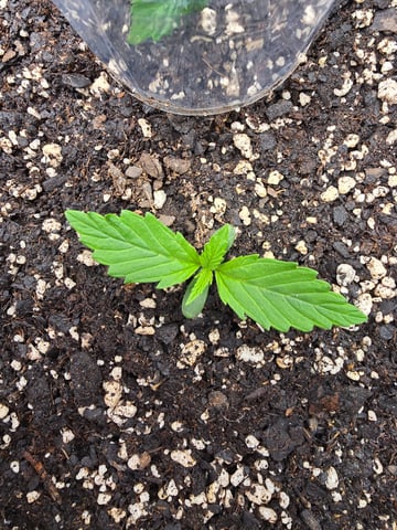 Gorilla Cookies auto  — vegetative, day 8