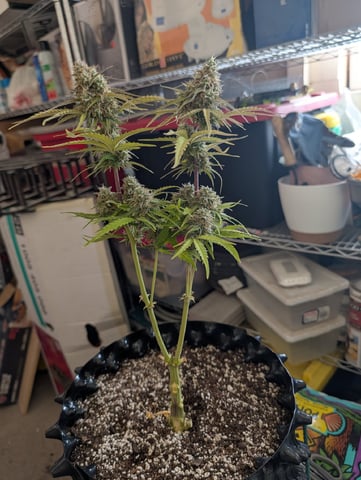 Titan F1 grow  — harvest, day 77