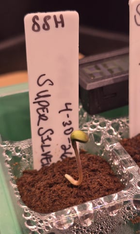 Super Silver Haze Fem Photo — seedling_rooting, day 6