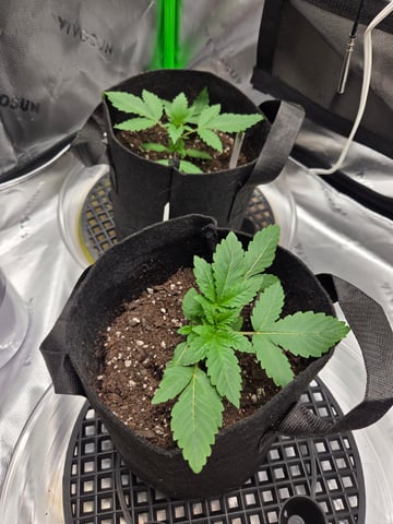 new bee's  — flower, day 86