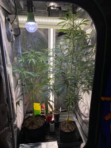 widows’ mimosa f1 — flower, day 70