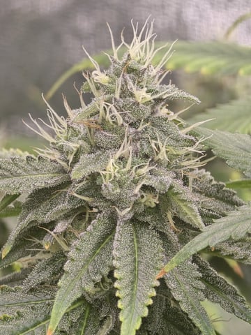 Oceanz 16 — flower, day 144