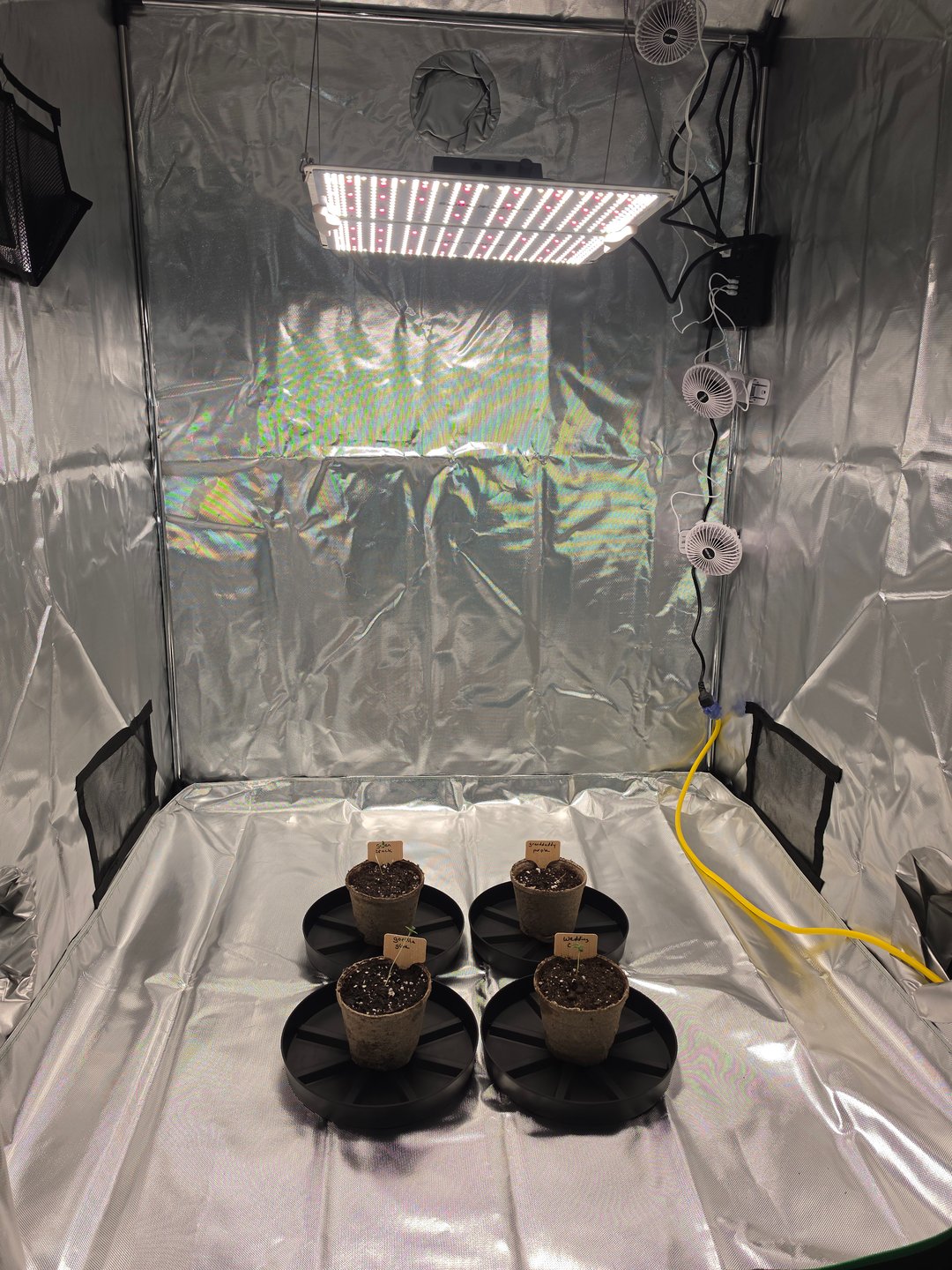 My 1st Grow