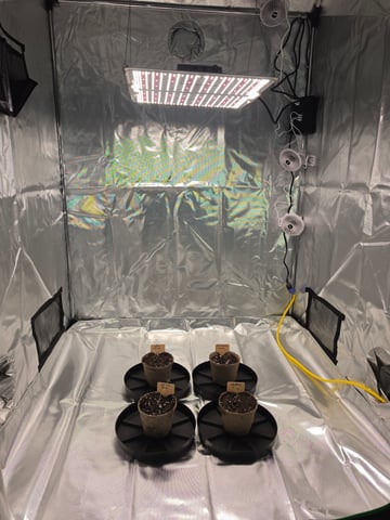 My 1st Grow