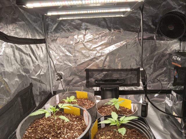 critical purple kush x peyote wifi  in the auto pot system tray 2 grow with added microhazian to the coco coir  — vegetative, day 23