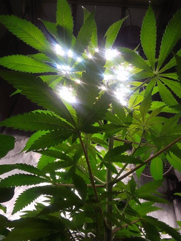 blue dream bag seed — vegetative, day 32