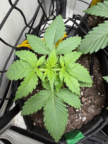 Midsummer Outdoor — vegetative, day 16