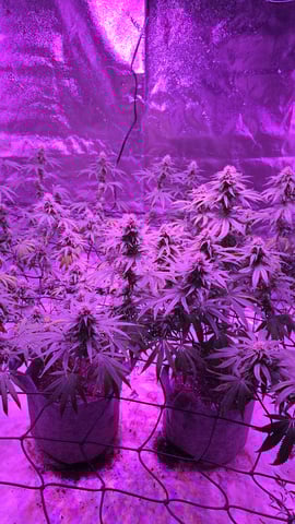 strawberry ghost and death breath — flower, day 7