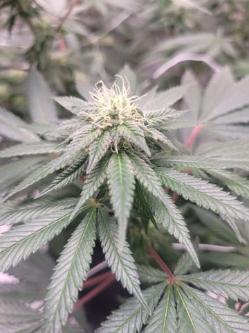 chemdog  — flower, day 104