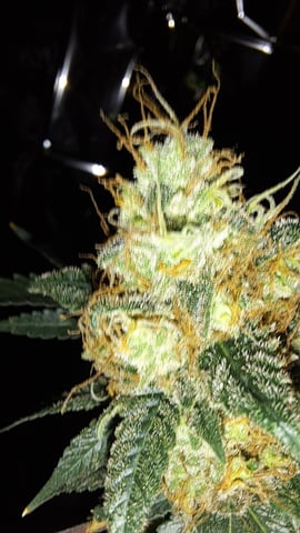 b1. — auto, day 156