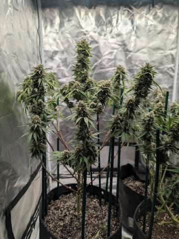 grow 2  — done, day 168